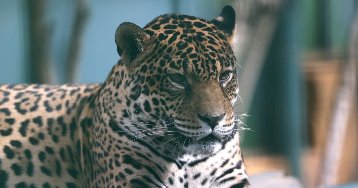 Leopard Kills Veteran Keeper And Only Now Park Launches Investigation - Second Image