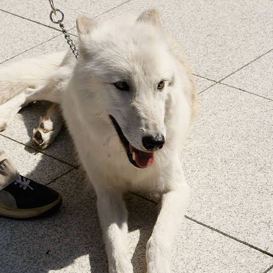 Wolf Attacks 8-Year-Old Girl At German Wildlife Park - Second Image
