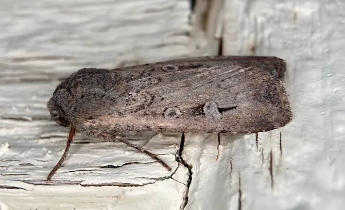 Millions Of Bogong Moths Invade Australian Homes Suddenly - Second Image