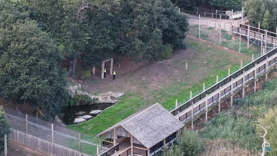 Tiger Mauls Intruder To Death At Zoo