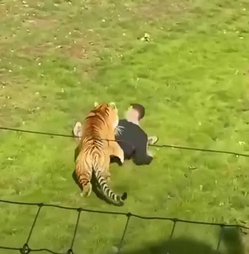 Siberian Tiger Mauls Intruder To Death At Yorkshire Wildlife Park - Second Image
